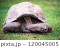 Elephant tortoise on grass 120045005