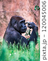 Female of gorilla 120045006