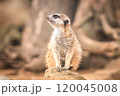 Meerkat on a rock 120045008