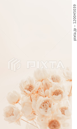 ピンクベージュの花背景 淡い色のお花 ピンクベージュの花背景 淡い色のお花 120045039