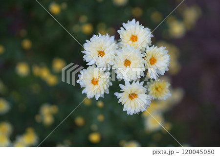 菊の花 120045080