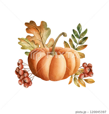 Orange pumpkin with red berries and autumn foliage. Arrangement with gourd, rowanberry, oak and rowan leaves. Watercolor hand drawn floral food isolated illustration for fall design, kitchen textile Orange pumpkin with red berries and autumn foliage. Arrangement with gourd, rowanberry, oak and rowan leaves. Watercolor hand drawn floral food isolated illustration for fall design, kitchen textile 120045397