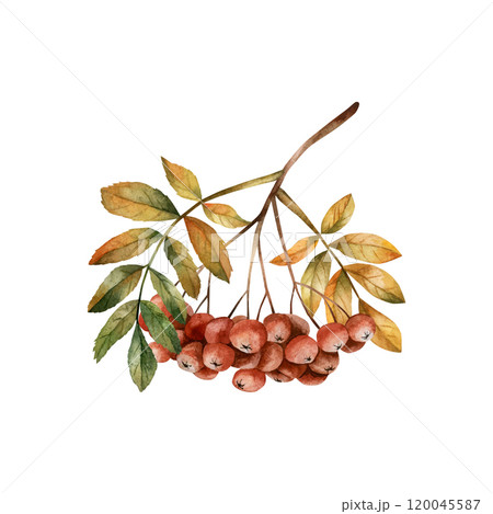 Rowan branch with ripe red berries and leaves. Autumn foliage. Watercolor hand drawn floral illustration isolated on white background for fall design, botanical cards, cozy prints, floral labels Rowan branch with ripe red berries and leaves. Autumn foliage. Watercolor hand drawn floral illustration isolated on white background for fall design, botanical cards, cozy prints, floral labels 120045587