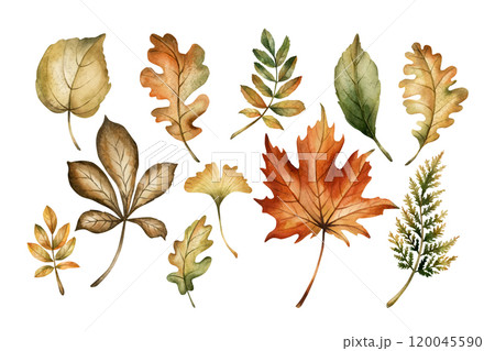 Autumn foliage. Set of fall leaves. Maple, oak, fern, rowan, birch, ginkgo. Watercolor hand drawn floral illustration isolated on white background for fall design, cozy cards, prints, floral labels Autumn foliage. Set of fall leaves. Maple, oak, fern, rowan, birch, ginkgo. Watercolor hand drawn floral illustration isolated on white background for fall design, cozy cards, prints, floral labels 120045590