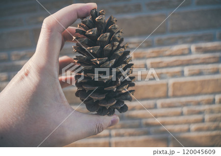 大きな松ぼっくり 大きな松ぼっくり 120045609