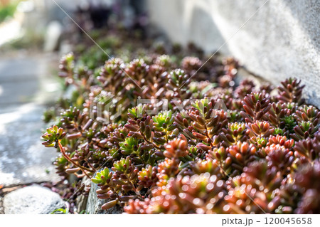 多肉植物/セダム　 120045658