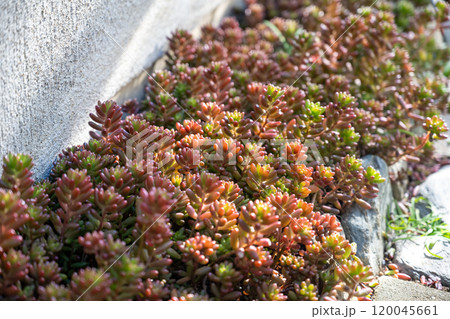 多肉植物/セダム 多肉植物/セダム 120045661