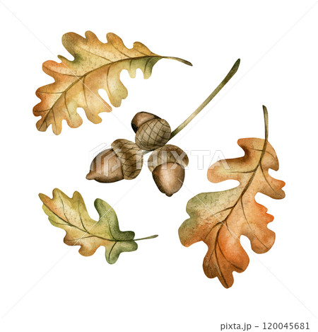 Oak branch with acorns and autumn leaves. Set of watercolor hand drawn floral illustrations isolated on white background for fall design, botanical cards, cozy prints, floral labels, home decor 120045681