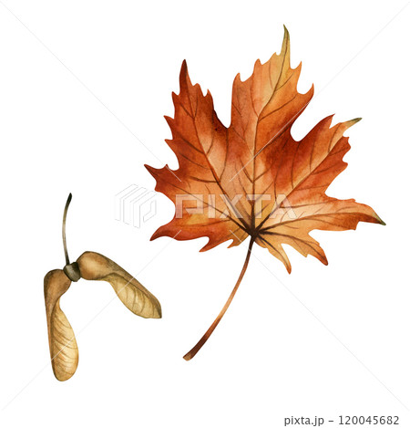 Maple leaf with seeds. Autumn floral watercolor hand drawn illustration isolated on white background for fall design, botanical cards, cozy prints, floral labels, home decor, textile, wrapping paper Maple leaf with seeds. Autumn floral watercolor hand drawn illustration isolated on white background for fall design, botanical cards, cozy prints, floral labels, home decor, textile, wrapping paper 120045682