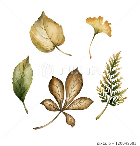 Leaves of chestnut, birch, fern and ginko. Set of autumn foliage. Watercolor hand drawn floral illustration isolated on white background for fall design, botanical cards, cozy prints, floral labels Leaves of chestnut, birch, fern and ginko. Set of autumn foliage. Watercolor hand drawn floral illustration isolated on white background for fall design, botanical cards, cozy prints, floral labels 120045683