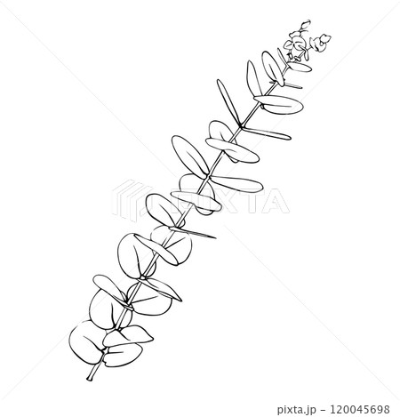 Hand drawn eucalyptus branch. Vector illustration of greenery Hand drawn eucalyptus branch. Vector illustration of greenery 120045698