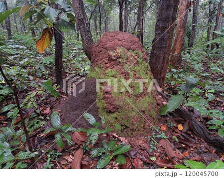 A large brown termite mound in a tropical forest during the rainy season in Thailand. 120045700
