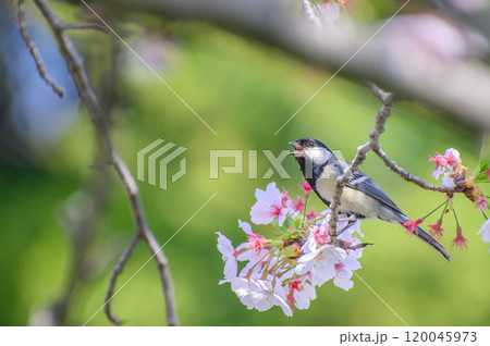桜の木の枝で春を謳う四十雀 桜の木の枝で春を謳う四十雀 120045973