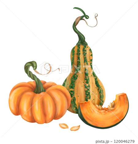Fall composition of ripe pumpkin. Orange, green, yellow, slice elements. Fresh farm vegetables, healthy food. Garden plants, agriculture. Isolated illustration. Element of design printing, packaging 120046279