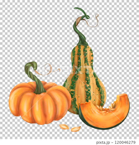 Fall composition of ripe pumpkin. Orange, green, yellow, slice elements. Fresh farm vegetables, healthy food. Garden plants, agriculture. Isolated illustration. Element of design printing, packaging 120046279
