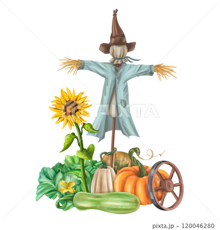 Autumn garden composition with a scarecrow and a harvest of seasonal vegetables. Pumpkins, zucchini, sunflowers, cabbage. Halloween and fall decor for posters and postcards. Isolated illustration 120046280