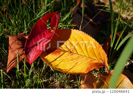 紅葉の落ち葉 紅葉の落ち葉 120046641