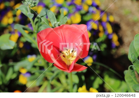 荒尾市 バラ園の花壇、 荒尾市 バラ園の花壇、 120046648