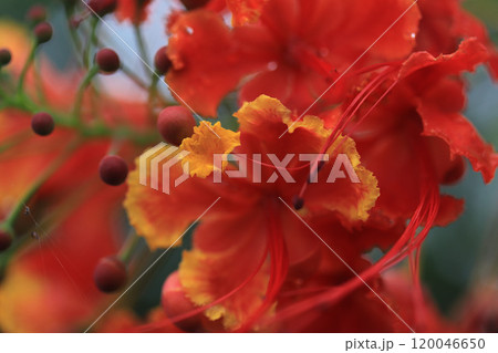鮮やかに咲くオオゴチョウの花 120046650