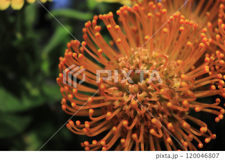 オレンジ色のピンクッションの花 オレンジ色のピンクッションの花 120046807