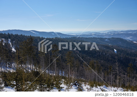 Forest at Silesian Beskid mountains range near European Bialy Krzyz in Poland 120046818