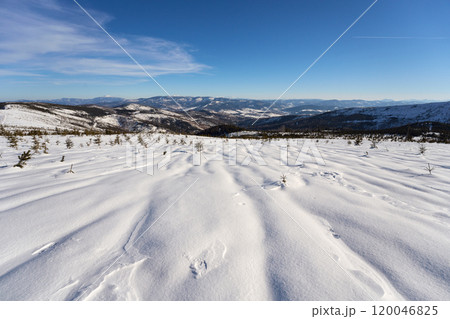 White meadow at Silesian Beskid on European Bialy Krzyz in Poland White meadow at Silesian Beskid on European Bialy Krzyz in Poland 120046825