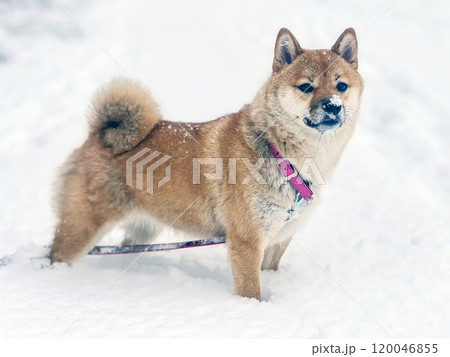 Cute red Shiba inu dog is sleeping on the bed in the bedroom Cute red Shiba inu dog is sleeping on the bed in the bedroom 120046855