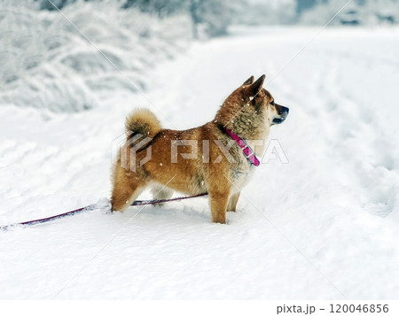 Cute red Shiba inu dog is sleeping on the bed in the bedroom Cute red Shiba inu dog is sleeping on the bed in the bedroom 120046856