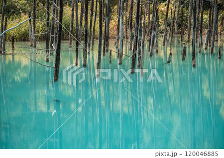 【美瑛町白金 青い池と水鏡】 【美瑛町白金 青い池と水鏡】 120046885