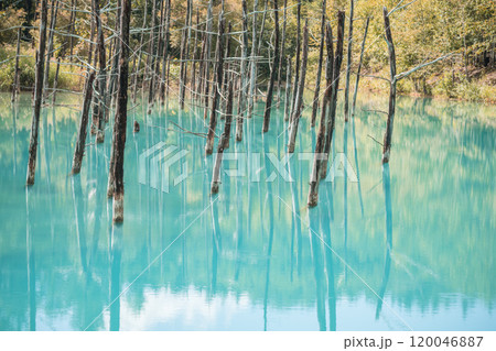 【美瑛町白金　青い池と水鏡】 120046887