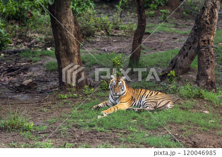 wild bengal male tiger or panthera tigris sitting full face and eye contact in natural green background winter season evening safari sariska national park forest tiger reserve alwar rajasthan india 120046985