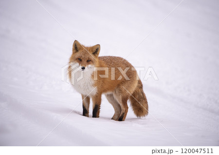 冬毛でフワフワのキタキツネ 冬毛でフワフワのキタキツネ 120047511