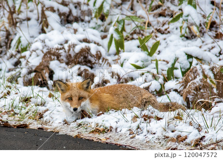 雪の路肩に伏せるキタキツネ 雪の路肩に伏せるキタキツネ 120047572