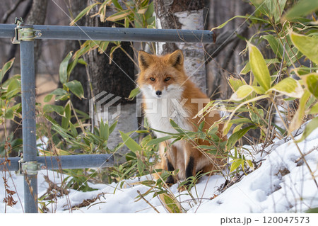 雪の斜面に座るキタキツネ 雪の斜面に座るキタキツネ 120047573