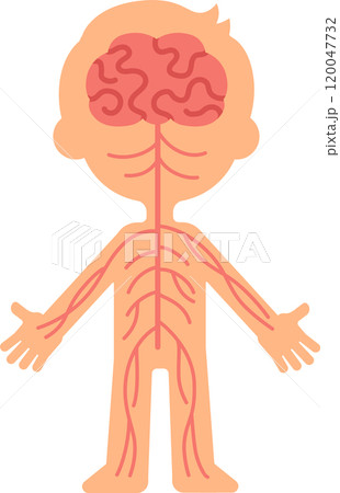 Medical illustration showing nervous system connecting brain to rest of body, promoting understanding of neurological pathways and nerve function 120047732