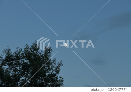 北杜市白州町、長月12日目、樹上の月齢11.0の月 北杜市白州町、長月12日目、樹上の月齢11.0の月 120047774