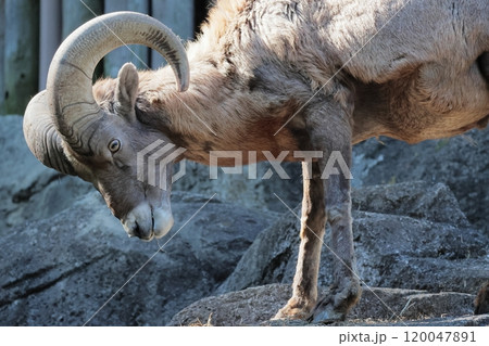 オオツノヒツジ 120047891