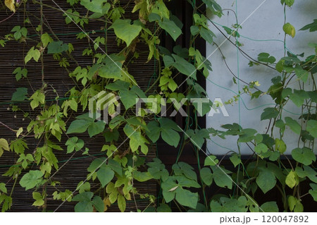 倉敷美観地区の秋の風景　レンガ　蔦 120047892