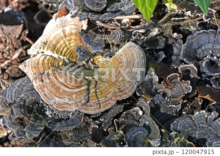 きのこ（カワラタケ） 120047915