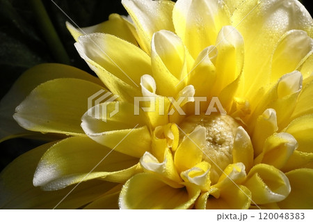 日本のダリア 日本のダリア 120048383