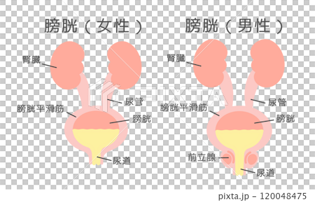 Female and male bladder illustration set (with explanation) 120048475