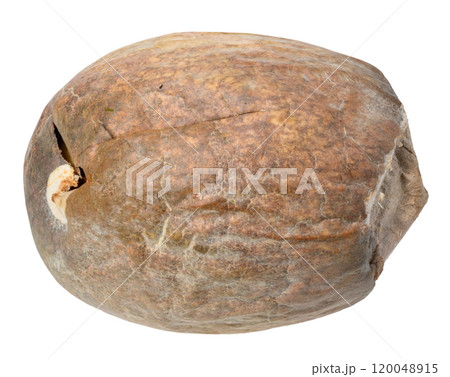 Dry brown avocado pit on isolated background 120048915