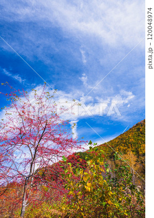 晩秋の乗鞍高原　紅葉した山と赤い実 120048974