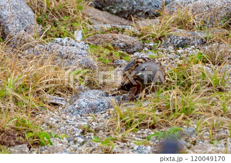 高山のハイマツ帯や岩場に生息する野鳥カヤクグリ 高山のハイマツ帯や岩場に生息する野鳥カヤクグリ 120049170