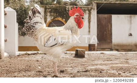 White rooster standing in a farmyard White rooster standing in a farmyard 120049289