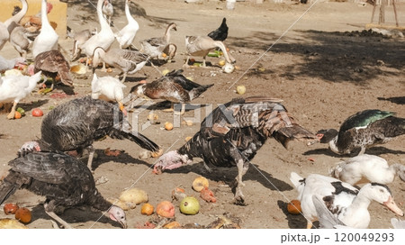 Turkeys and ducks pecking food scraps on farm 120049293