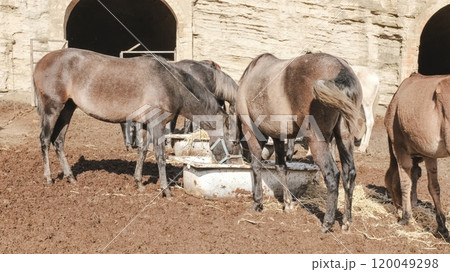 Horses and donkeys eating hay and straw in a muddy paddock 120049298