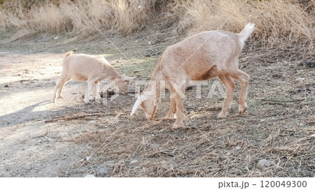 Two young goats eating dry grass in a field 120049300