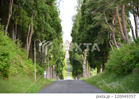 北海道・トラピスト修道院の静寂な並木道 120049357
