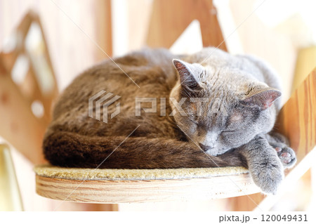 猫 猫 120049431